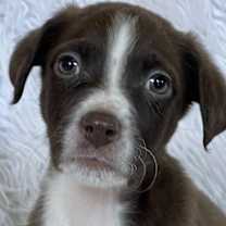 Thumbnail photo of Ultra Sonic #4