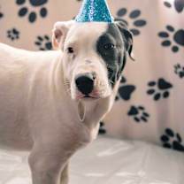 Thumbnail photo of Gus #3