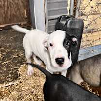 Thumbnail photo of Gus #4