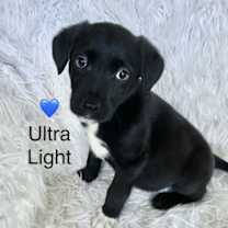 Thumbnail photo of Ultra Light #1