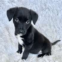 Thumbnail photo of Ultra Light #4