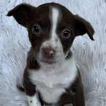 Thumbnail photo of Ultra Violet #4