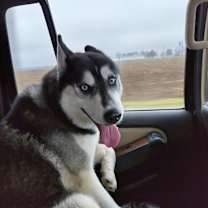 Thumbnail photo of Sarge #3