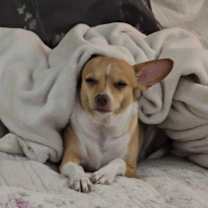 Thumbnail photo of Peanut #2