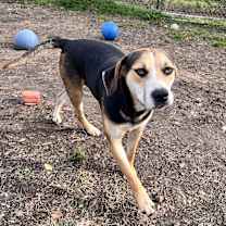 Thumbnail photo of Roscoe #4