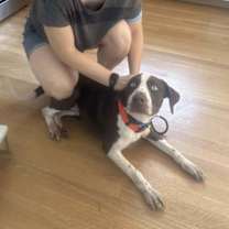 Thumbnail photo of Bluey #2