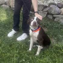 Thumbnail photo of Bluey #3