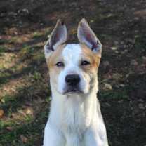 Thumbnail photo of Stewie #1