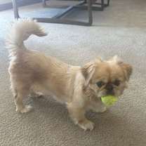 Thumbnail photo of Salem #4