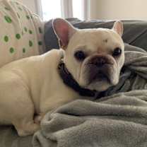 Thumbnail photo of Brulee #3