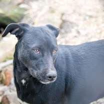 Thumbnail photo of Wonka #3