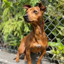 Thumbnail photo of chico #3