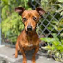 Thumbnail photo of chico #4