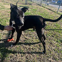 Thumbnail photo of Torres #3