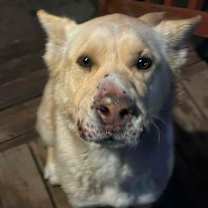 Thumbnail photo of Buffy #2