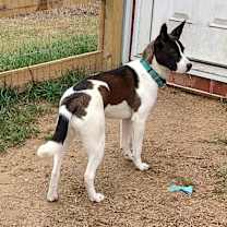 Thumbnail photo of Harley (FKA Tiana) #1