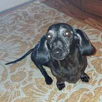 Thumbnail photo of Samson #2