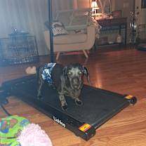 Thumbnail photo of Samson #3