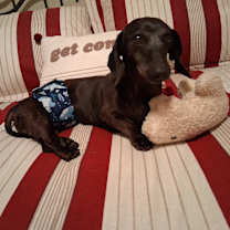 Thumbnail photo of Samson #4