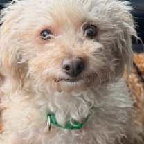 Thumbnail photo of Mama/Linda #3