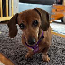 Thumbnail photo of Nougat #2