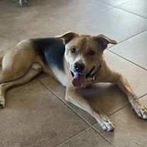 Thumbnail photo of Hank #1