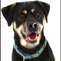 Thumbnail photo of Apollo #1