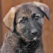 Thumbnail photo of Sugar von Bailey #1