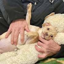 Thumbnail photo of Petal #2