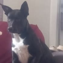 Thumbnail photo of Bandit #3