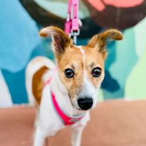 Thumbnail photo of Halo #1