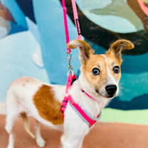 Thumbnail photo of Halo #2