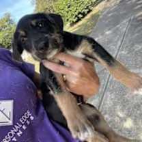 Thumbnail photo of Fettucine #2