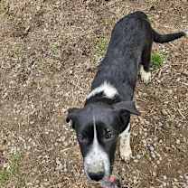 Thumbnail photo of Lucy the dog #4