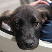 Thumbnail photo of 989 (2025) Murtaugh #4