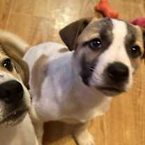 Thumbnail photo of Dakota #3