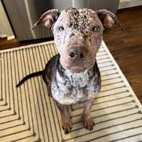 Thumbnail photo of Mango #2