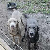 Thumbnail photo of Bella #1