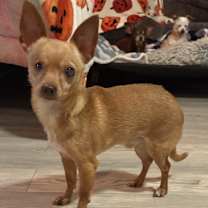 Thumbnail photo of Simon #2