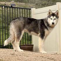 Thumbnail photo of Stormy #3