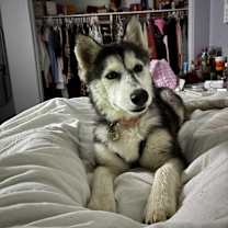 Thumbnail photo of Stormy #4