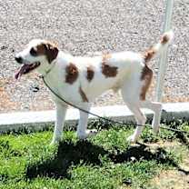 Thumbnail photo of Monty 42463 #2