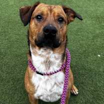 Thumbnail photo of Scooby #2