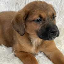 Thumbnail photo of UR Fluffy #3