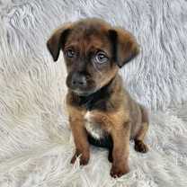 Thumbnail photo of UR Cuddly #2