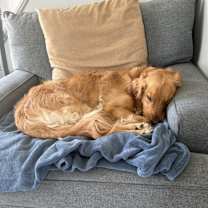 Thumbnail photo of Willow Tree #2