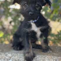 Thumbnail photo of Windy #1