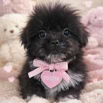 Thumbnail photo of Chai #1