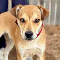 Thumbnail photo of FWT Tortoise #2