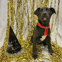 Thumbnail photo of 991 (2025) Hank #3